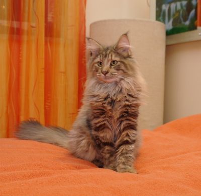 Aida Shakira