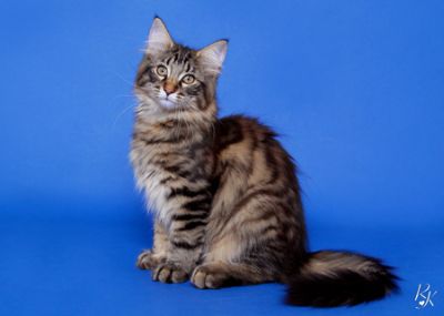 Casanova