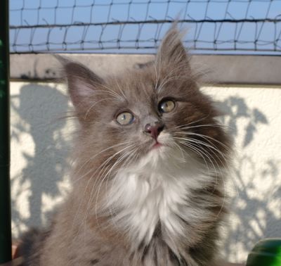 Daphne