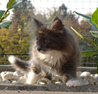 Daphne