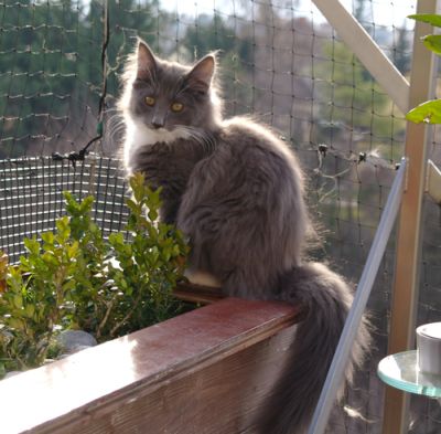 Daphne
