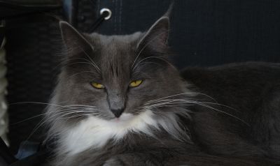 Daphne
