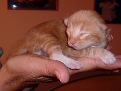 Aramis