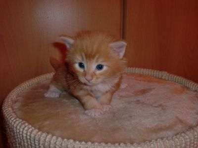 Aramis
