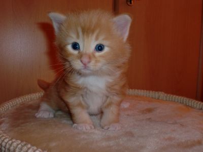 Aramis