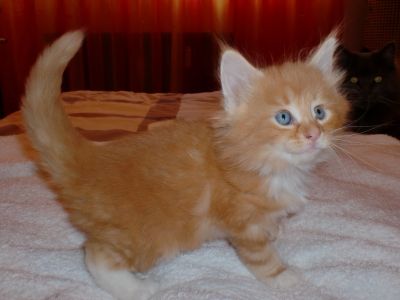 Aramis