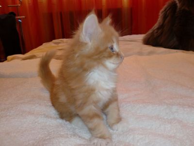 Aramis