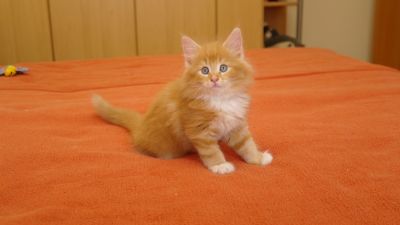 Aramis