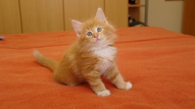 Aramis