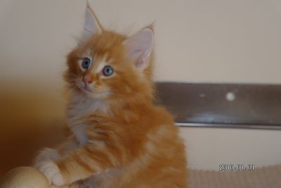 Aramis