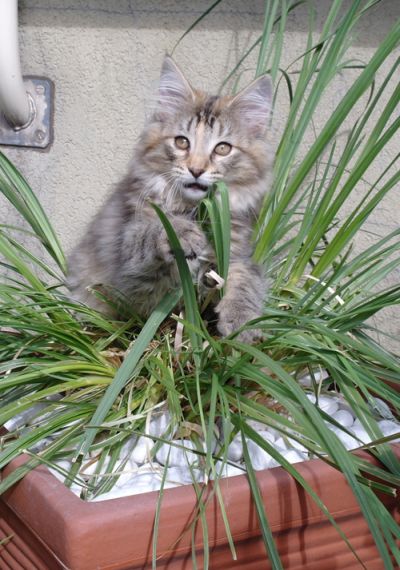 Bella Donna