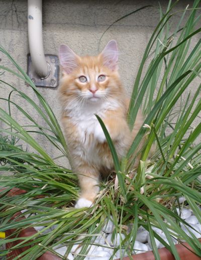 Boccaccio