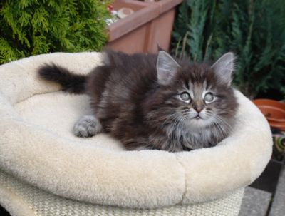 Cleopatra