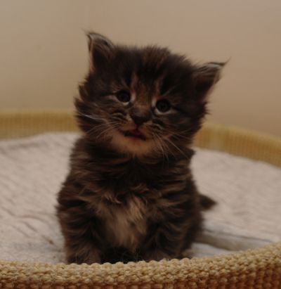 Cleopatra