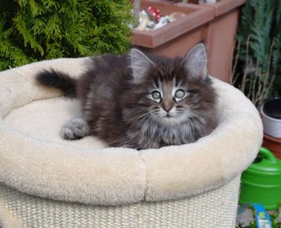 Cleopatra