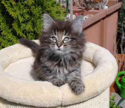 Cleopatra
