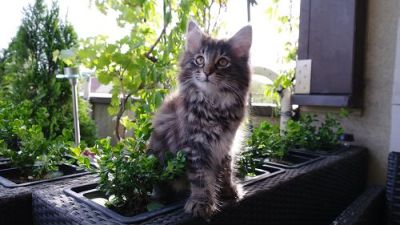 Cleopatra