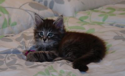 Gandalf