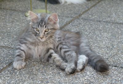Gandalf