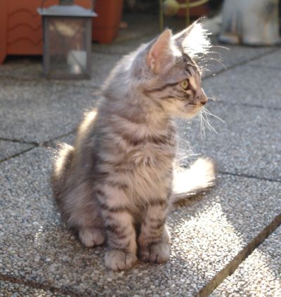 Gandalf