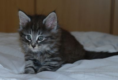 Gandalf