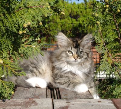 Ilvy