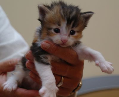 Jezabel