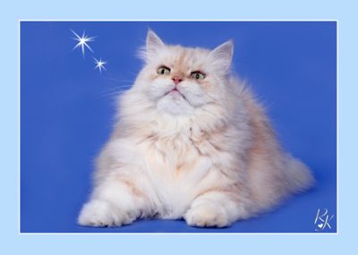 Sultan