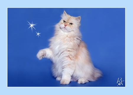 Sultan