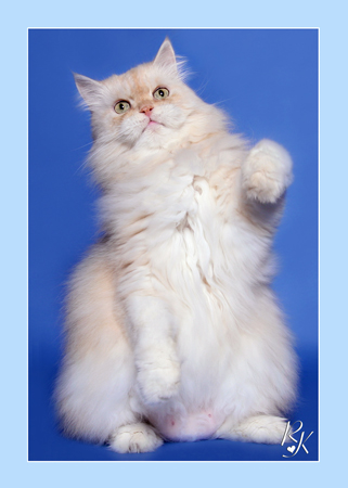 Sultan