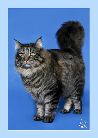 Viking