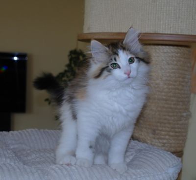 Ygritte