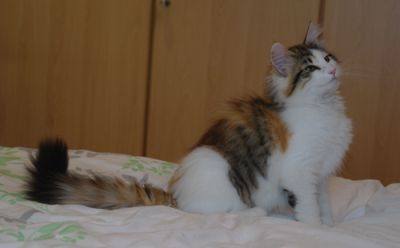 Ygritte