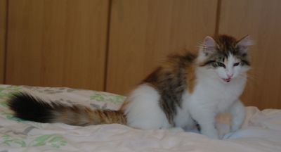 Ygritte